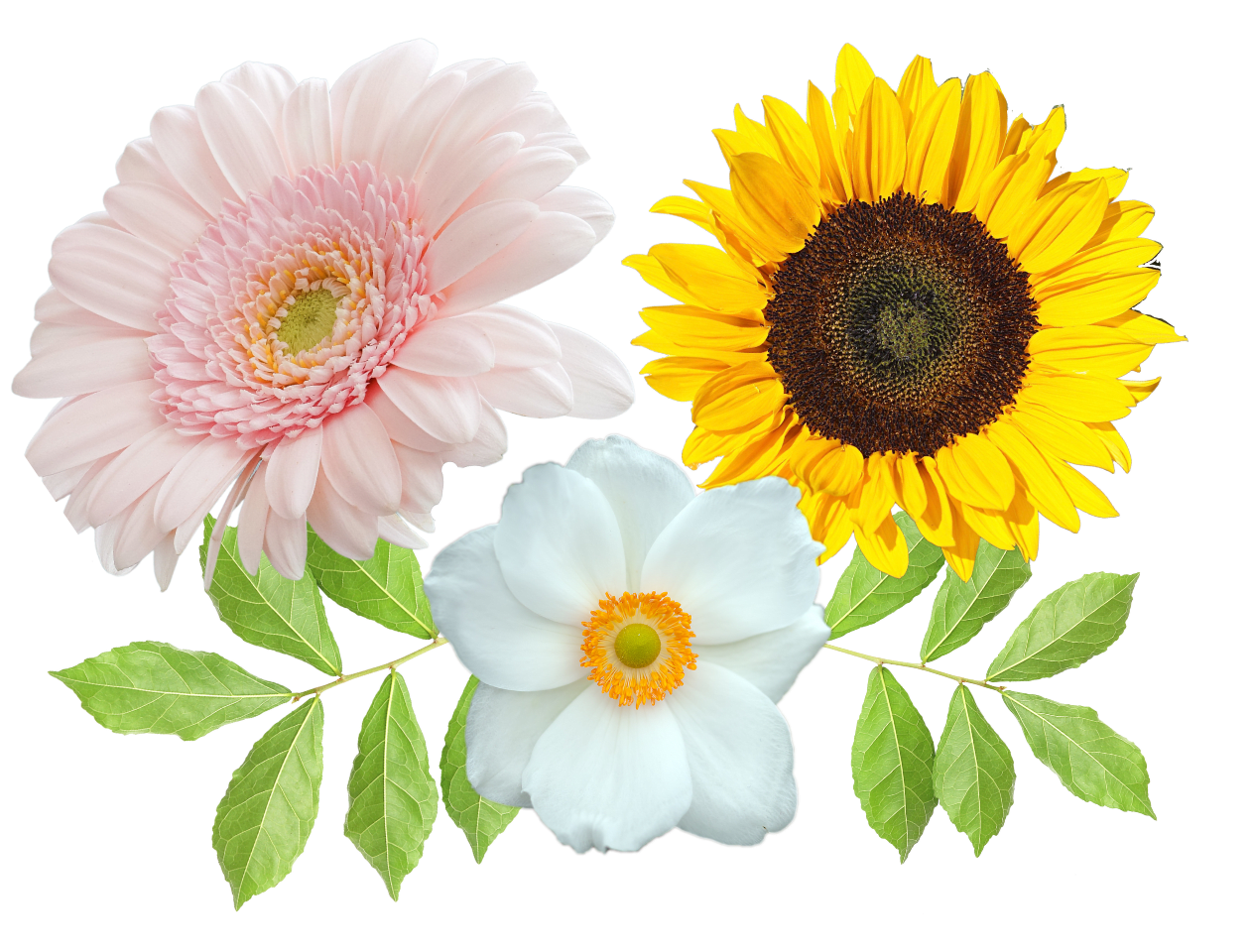 gardening and floristry